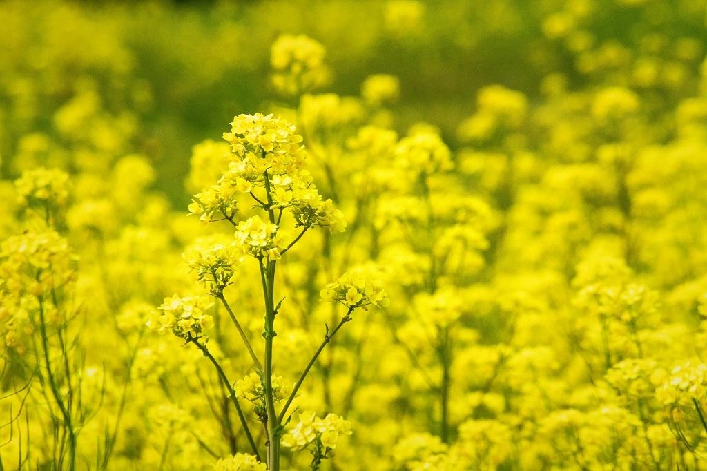 Regulations not violated during GM mustard approval: Centre