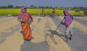 Read more about the article Govt’s paddy procurement rises 10 pc to 541.90 lakh tonne so far