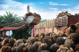 Read more about the article Godrej Agrovet becomes the first company to receive the Indian Oil Palm Certification under the Indian Palm Oil Sustainability (IPOS) Framework