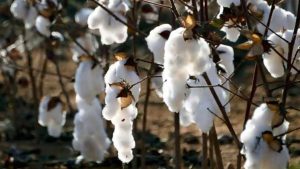 Read more about the article CAI Lowers Cotton Crop Estimate To 330.50 Lakh Bales For 2022-23 Season
