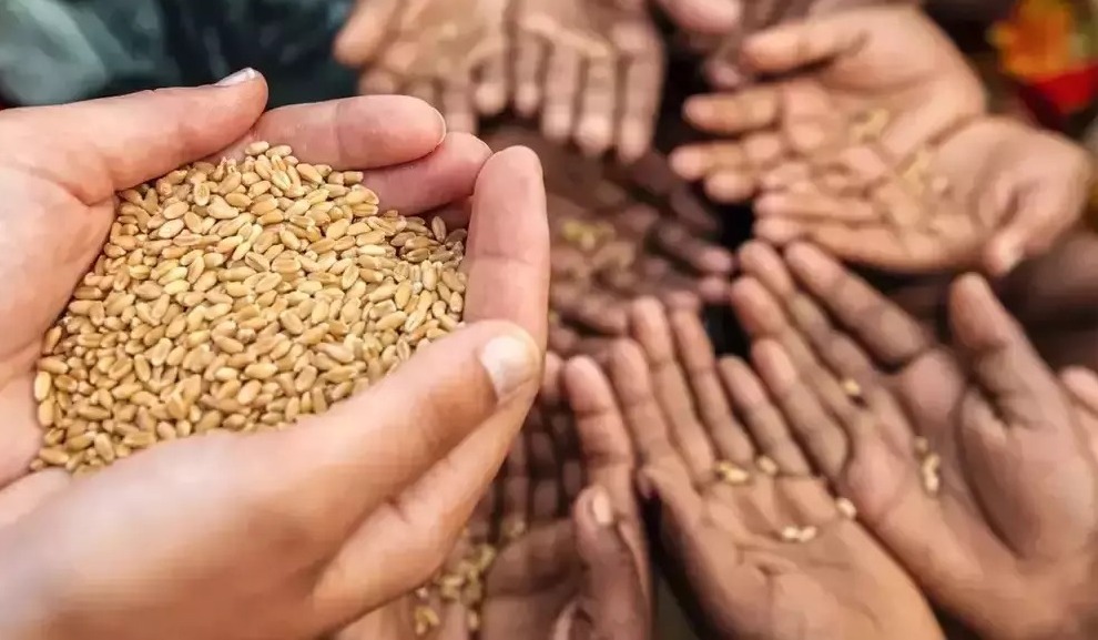 Wheat acreage up slightly at 341.13 lakh hectare so far this rabi season