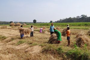 Read more about the article Indian farmers being extra cautious with their wheat crops after last year’s lessons