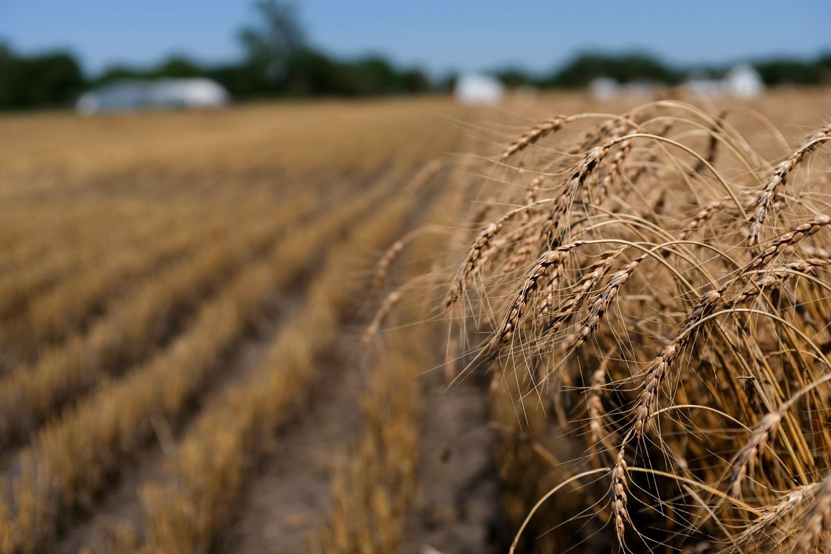 Govt slashes wheat reserve price to reduce flour price