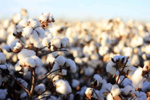 Read more about the article Centre issues Quality Control Order for cotton bales