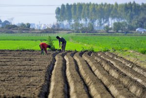 Read more about the article Agri budget: Farmers in some states to benefit from millet focus, rice & wheat farmers disappointed