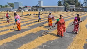 Read more about the article Millets to increase income of small and marginal farmers: Govt