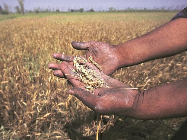 Inadequate rains: 15-30 pc of Rabi crops damaged in Himachal