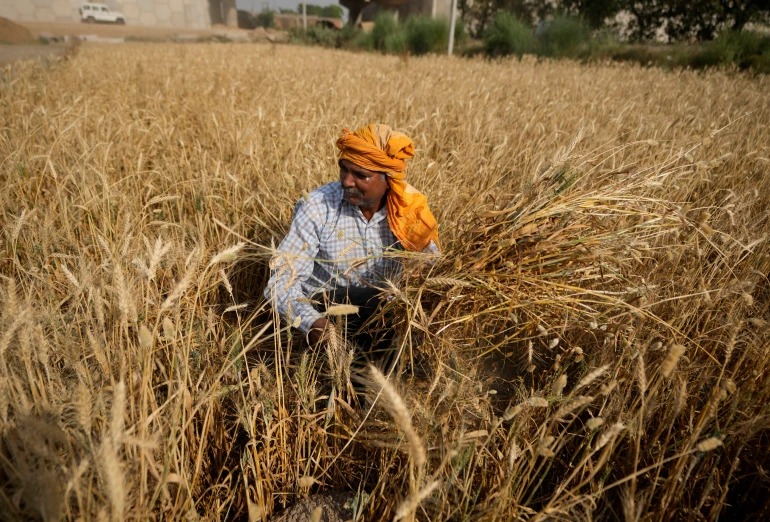 Weather threatens Indian winter crops just before harvesting
