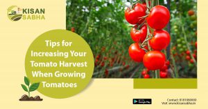 Read more about the article Tips For Increasing Your Tomato Harvest When Growing Tomatoes