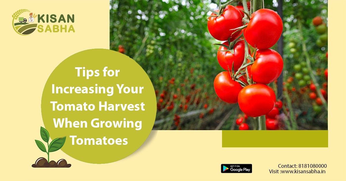 Tips for Increasing Your Tomato Harvest When Growing Tomatoes