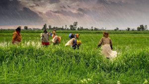 Read more about the article Agritech can solve farm sector challenges: UNCDF-NITI Aayog Report