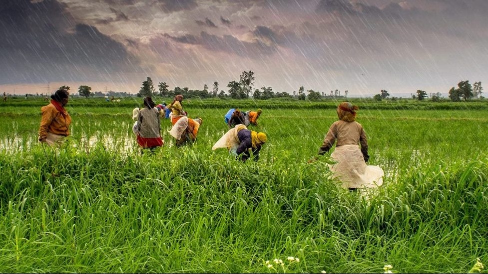 Agritech can solve farm sector challenges: UNCDF-NITI Aayog Report