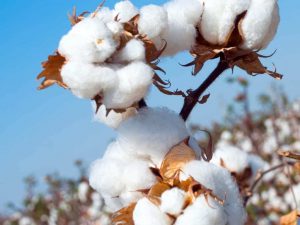 Read more about the article Punjab farmers to get 33% subsidy on cotton seeds