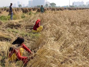 Read more about the article Wheat crop loss likely to be 1-2 MT due to untimely rains, overall output to reach record level, says government