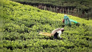Read more about the article Tea planters suffering from ‘crop loss’, ‘falling’ prices in Tripura