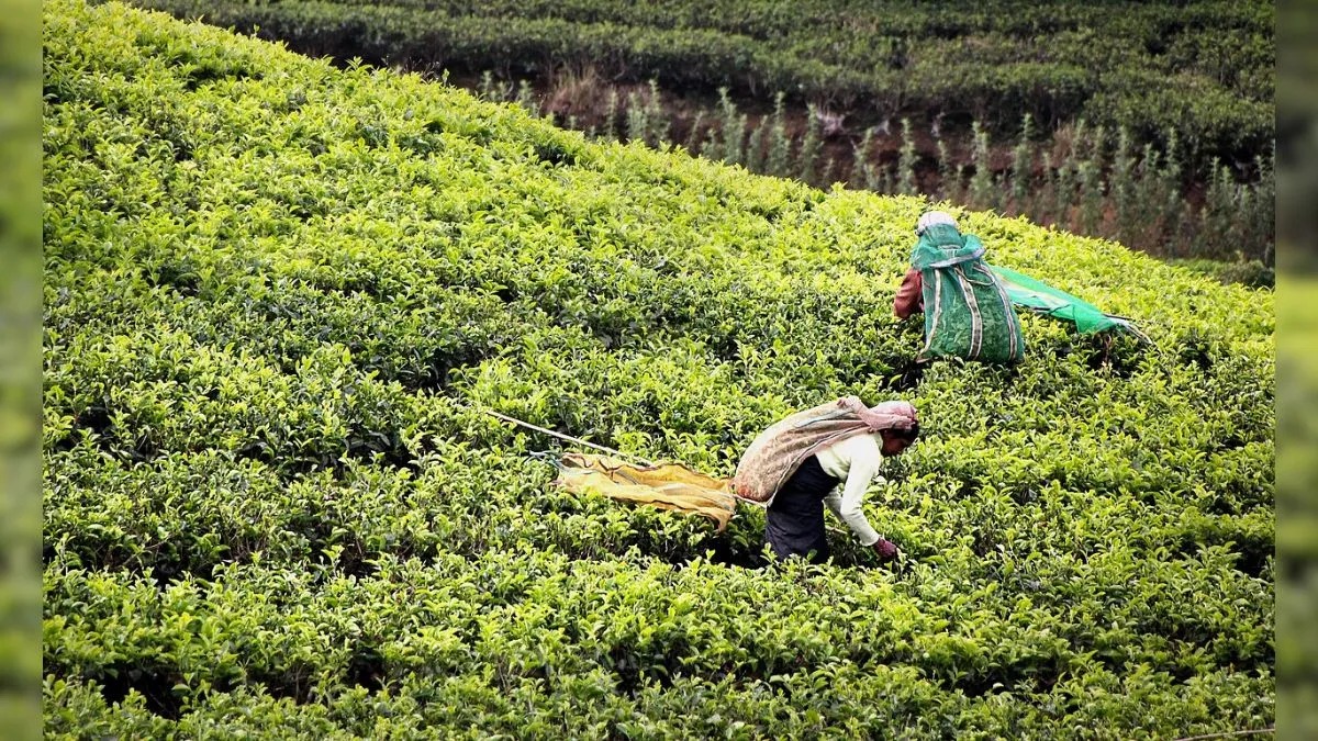 Tea planters suffering from 'crop loss', 'falling' prices in Tripura