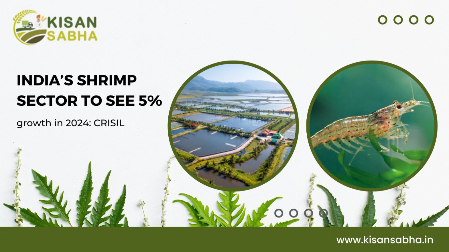 India’s shrimp sector to see 5% growth in 2024: CRISIL