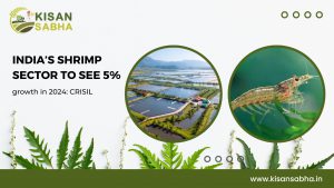 Read more about the article India’s shrimp sector to see 5% growth in 2024: CRISIL