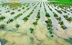 Read more about the article Gujarat govt announces relief package for farmers hit by unseasonal rains