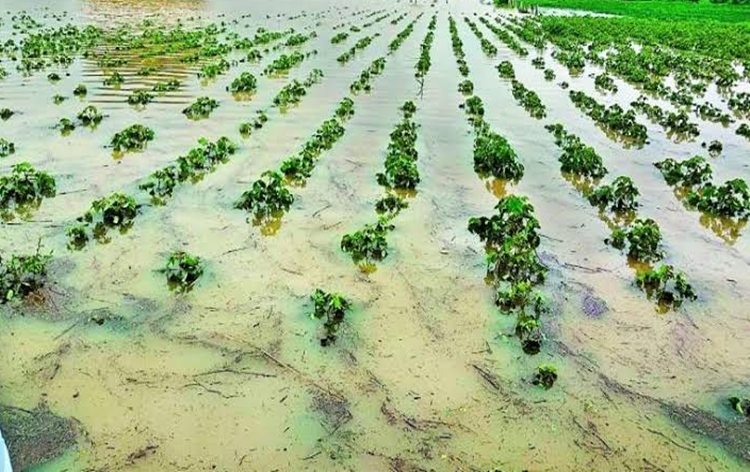 Gujarat govt announces relief package for farmers hit by unseasonal rains