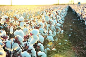 Read more about the article Cotton prices take a knock as farmers offload stocks