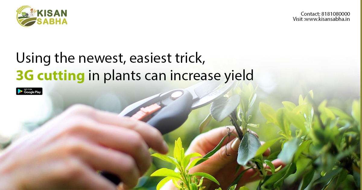 Using the newest, easiest trick, 3G cutting in plants can increase yield.