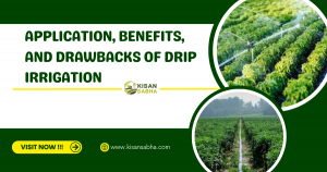 Read more about the article Application, benefits, and drawbacks of drip irrigation