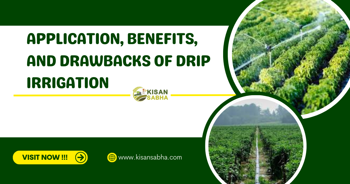 Application, benefits, and drawbacks of drip irrigation