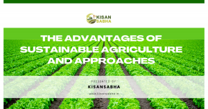 Read more about the article The advantages of sustainable agriculture and approaches