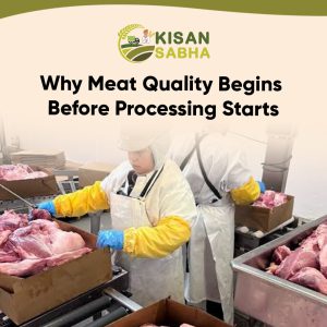 Read more about the article Why Meat Quality Begins Before Processing Starts