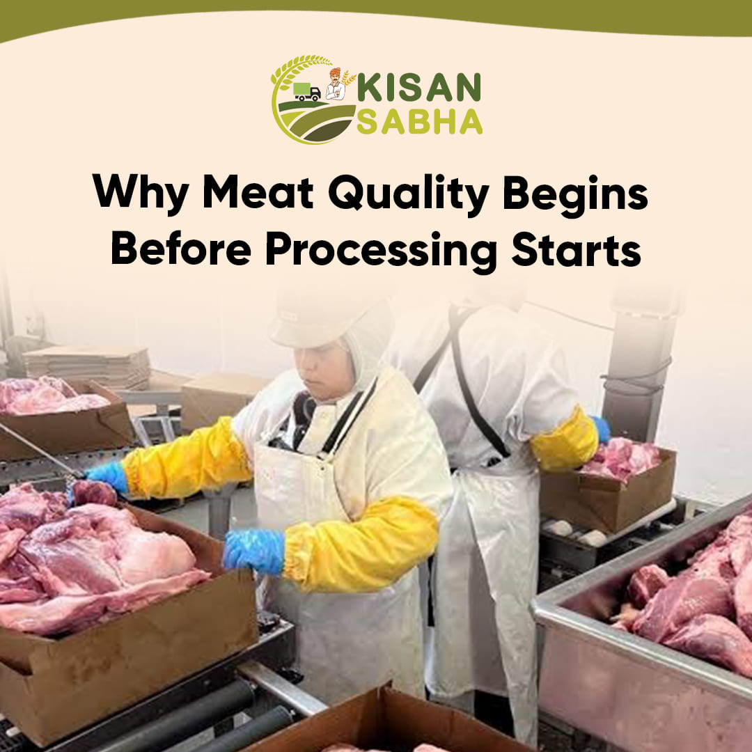 Read more about the article Why Meat Quality Begins Before Processing Starts