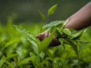 Read more about the article Tea producers call for all stakeholders to ensure industry’s resilience and growth