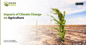 Read more about the article Impacts of Climate Change on Agriculture