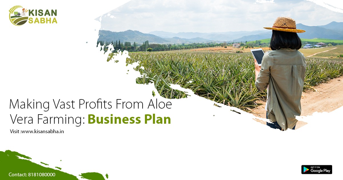 Making Vast Profits From Aloe Vera Farming: Business Plan