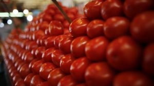 Read more about the article Get ready to pay Rs 300 per kilogram for tomato, soon