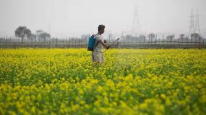 Read more about the article Supreme Court Rejects Centre’s Plea to Go Ahead with Release of GM Mustard