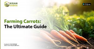 Read more about the article Farming Carrots: The Ultimate Guide