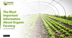 Read more about the article The Most Important Information About Organic Farming