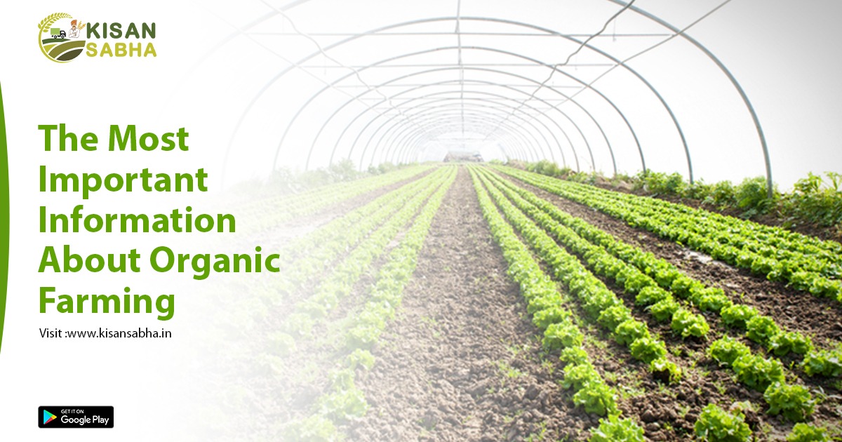 The Most Important Information About Organic Farming
