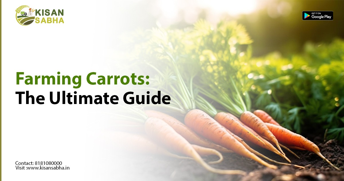 Farming Carrots: The Ultimate Guide