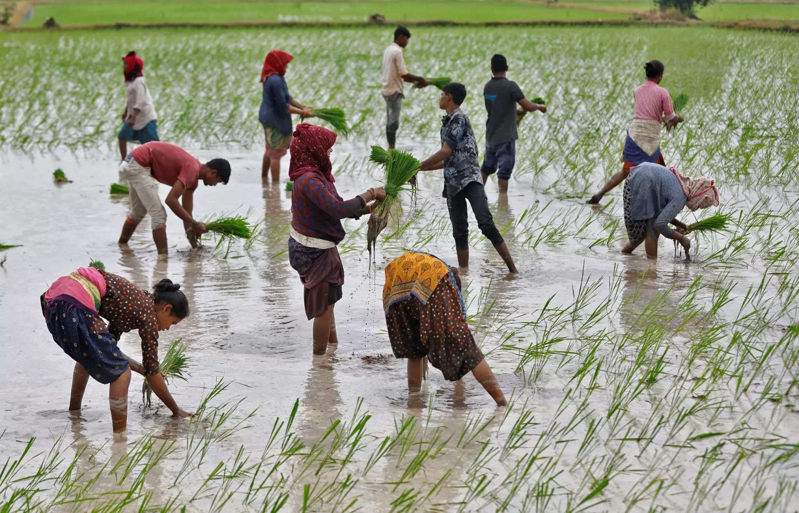 Overall kharif paddy sowing up 3.38 per cent so far, but coverage lags in 4 states