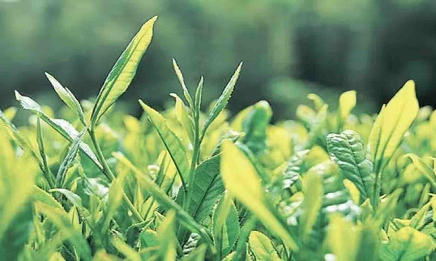 Tea auction system not helping in optimum price discovery in N India: CTTA