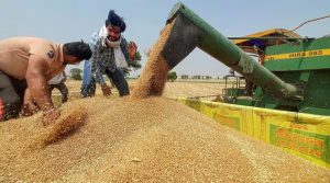 Read more about the article Govt aims 60% of wheat area under climate resilient varieties in rabi season amid El Nino fear