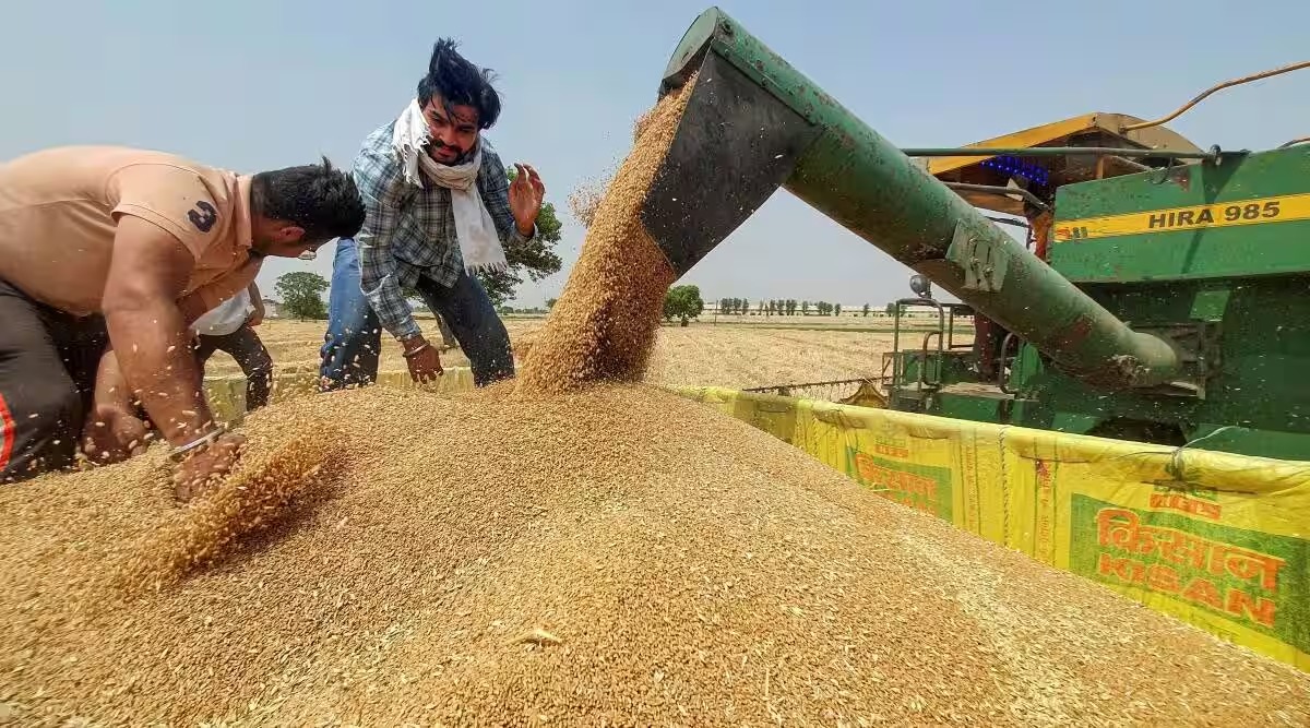 Govt aims 60% of wheat area under climate resilient varieties in rabi season amid El Nino fear