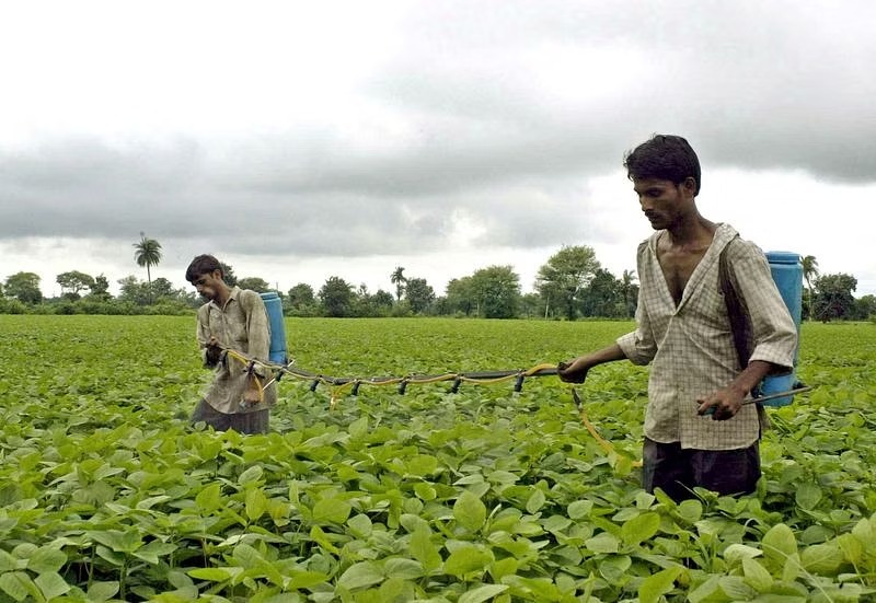 India's soybean harvest may dip in 2023-24 despite increased acreage: survey