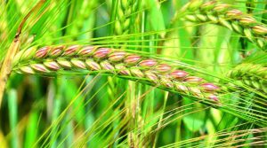 Read more about the article Rabi season: Govt aims 60% of wheat area under climate resilient varieties
