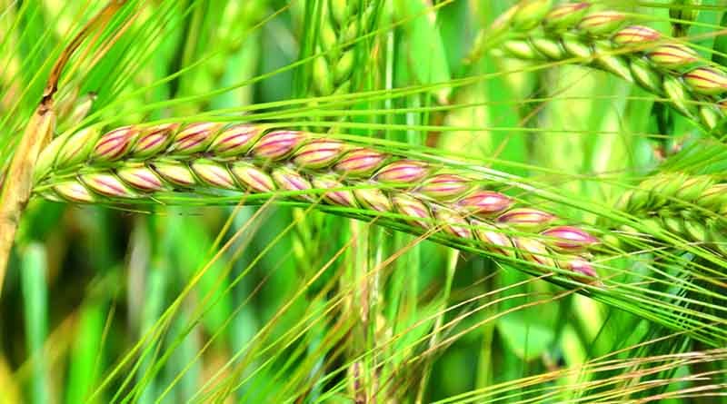Rabi season: Govt aims 60% of wheat area under climate resilient varieties