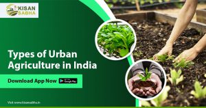 Read more about the article Types of Urban Agriculture in India