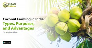 Read more about the article Coconut Farming in India: Types, Purposes, and Advantages
