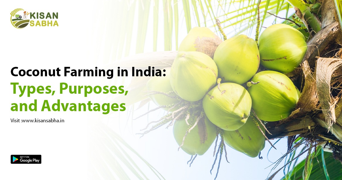 Coconut Farming in India: Types, Purposes, and Advantages